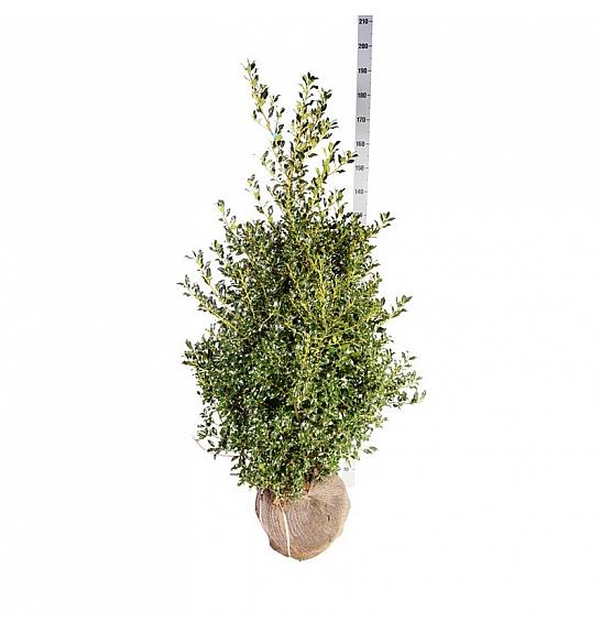 Ilex aquifolium Alaska bala 125-150 cm extra