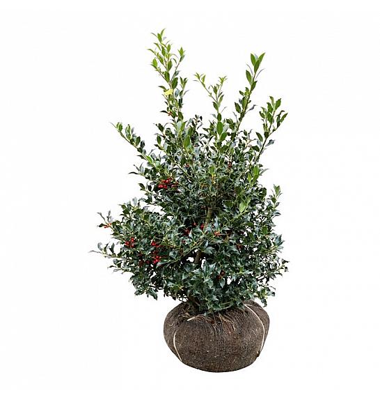 Ilex aquifolium Alaska bala 80-100 cm extra