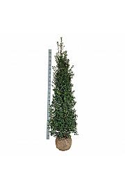 Ilex aquipernyi Dragon Lady bala 175-200 cm extra