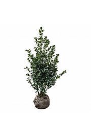 Ilex meserveae Heckenfee PBR bala 100-125 cm
