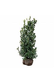 Ilex meserveae Heckenfee PBR bala 100-125 cm extra