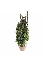 Ilex meserveae Heckenfee PBR bala 150-175 cm extra