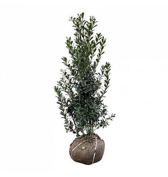 Ilex meserveae Heckenpracht bala 100-125 cm