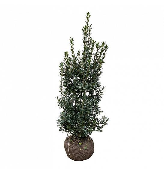 Ilex meserveae Heckenpracht bala 125-150 cm extra