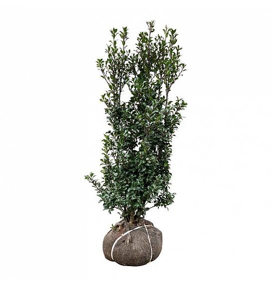 Ilex meserveae Heckenstar PBR bala 100-125 cm extra