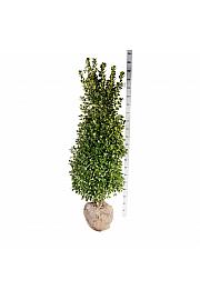 Ilex meserveae Heckenstar PBR bala 175-200 cm extra