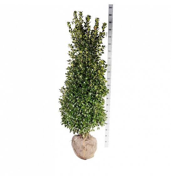 Ilex meserveae Heckenstar PBR bala 175-200 cm extra