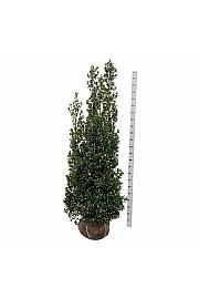 Ilex meserveae Heckenstar PBR bala 175-200 cm extra