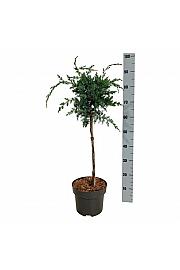 Juniperus chinensis Blue Alps C5 Lit. Na steblu 40 cm