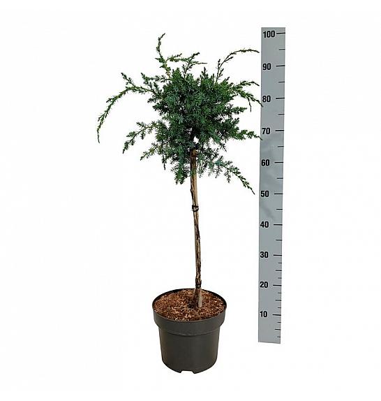 Juniperus chinensis Blue Alps C5 Lit. Na steblu 40 cm