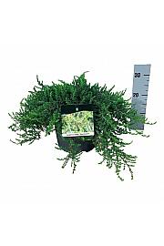 Juniperus communis Greenmantle C7 Lit. 40-50 cm
