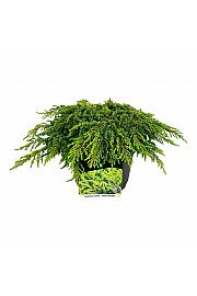 Juniperus communis Lemon Carpet C7 Lit. 30-40 cm