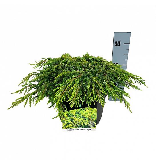 Juniperus communis Lemon Carpet C7 Lit. 30-40 cm