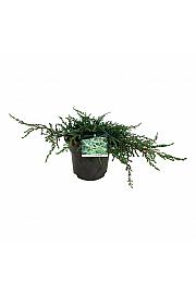 Juniperus communis Ristol C7 Lit. 40-50 cm