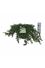 Juniperus communis Ristol C7,5 Lit. 60-80 cm