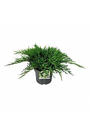 Juniperus horizontalis Agnieszka C7 Lit. 40-50 cm