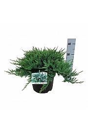 Juniperus horizontalis Blue Chip C7 Lit. 30-40 cm