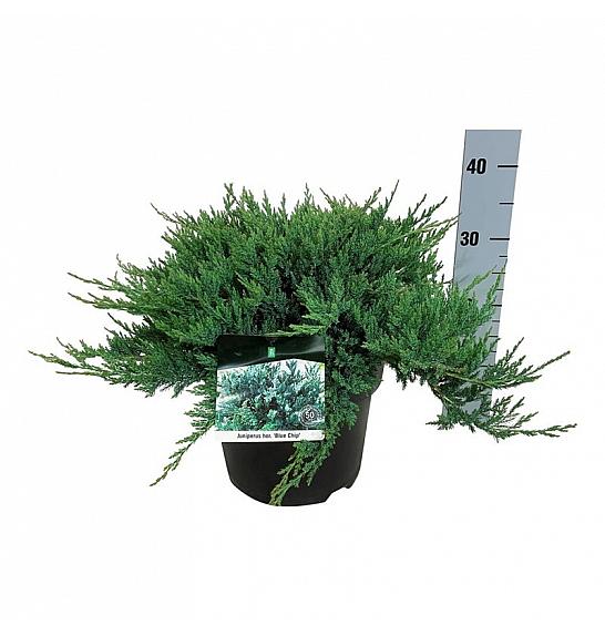 Juniperus horizontalis Blue Chip C7 Lit. 30-40 cm