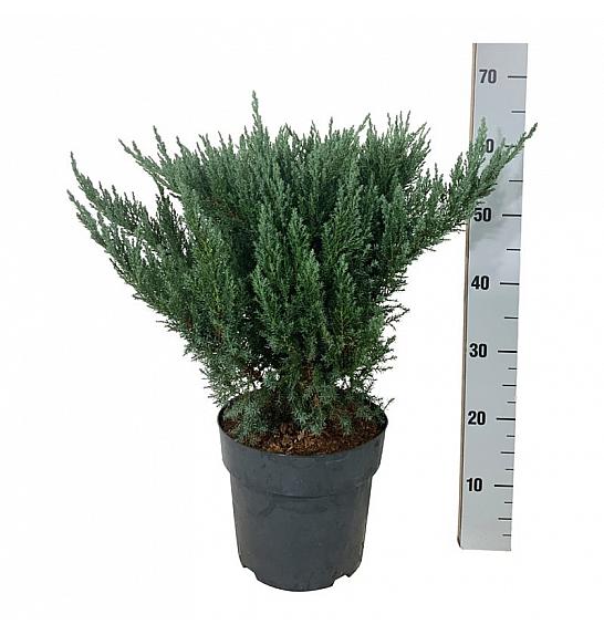 Juniperus pfitzeriana Blue Chiffon C7 Lit. 40-50 cm