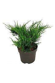 Juniperus pfitzeriana Mint Julep C7 Lit. 30-40 cm