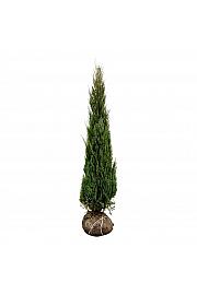 Juniperus scopulorum Blue Arrow bala 200-225 cm extra