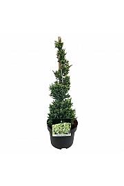 Juniperus squamata Holger C5 Lit. 40-50 cm; Piramida