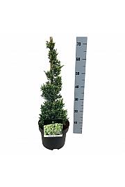 Juniperus squamata Holger C5 Lit. 40-50 cm; Piramida