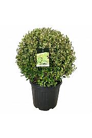 Ligustrum ovalifolium Aureum C55 Lit. 70-80 cm Krogla extra