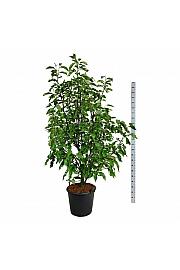 Magnolia Heaven Scent C55 Lit. 175-200 cm extra