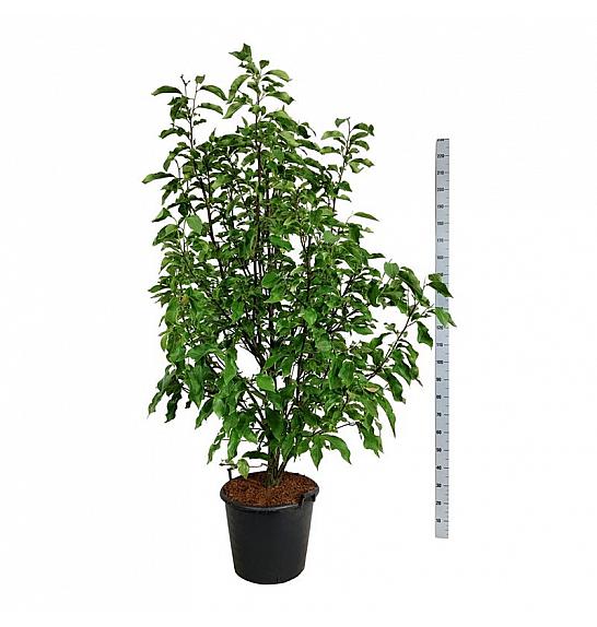 Magnolia Heaven Scent C55 Lit. 175-200 cm extra