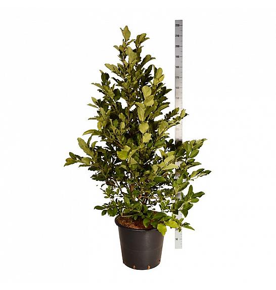 Magnolia loebneri Wildcat C55 Lit. 150-175 cm extra