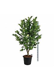 Magnolia loebneri Wildcat C55 Lit. 175-200 cm extra