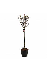 Magnolia soulangeana Satisfaction C55 Lit. Na steblu 120 cm extra