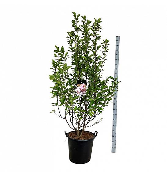 Magnolia soulangeana C55 Lit. 175-200 cm extra