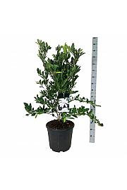 Magnolia stellata C30 Lit. 80-100 cm extra