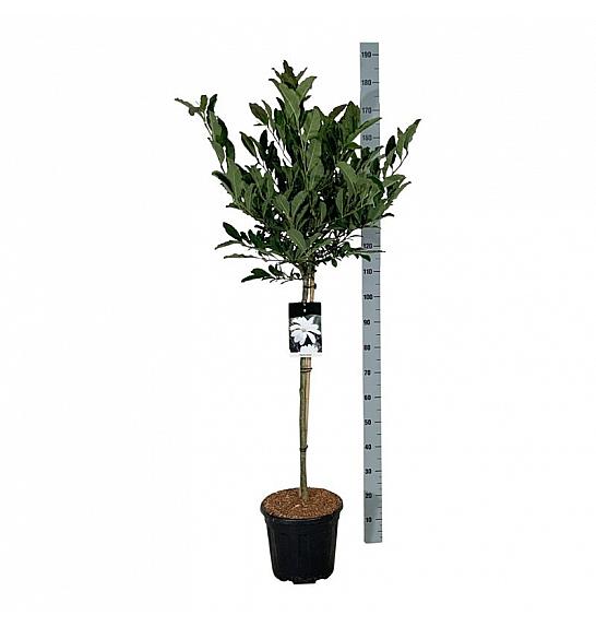 Magnolia stellata C15 Lit. Na steblu 90 cm