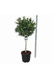 Magnolia stellata C55 Lit. Na steblu 90 cm extra