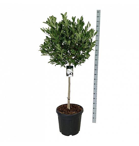 Magnolia stellata C55 Lit. Na steblu 90 cm extra