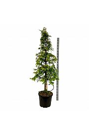 Metasequoia glyptostroboides Amber Glow PBR C55 Lit. 200-225 cm extra