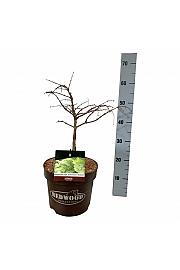 Metasequoia glyptostroboides Schirrmann's Nordlicht C7,5 Lit. 40-50 cm