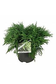 Microbiota decussata Fuzzball C7,5 Lit. 50-60 cm