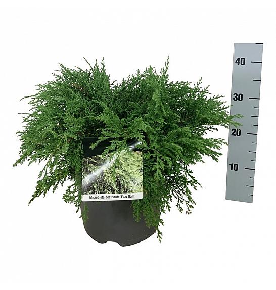 Microbiota decussata Fuzzball C7,5 Lit. 50-60 cm