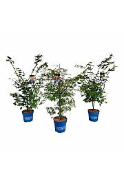 Acer JACK FROST® MIX C15 Lit. 125-150 cm