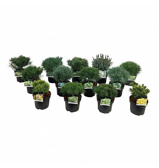 Iglavci ekskluzivni Mix C4 Lit. 25-30 cm