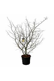 Parrotia persica C90 Lit. 175-200 cm extra