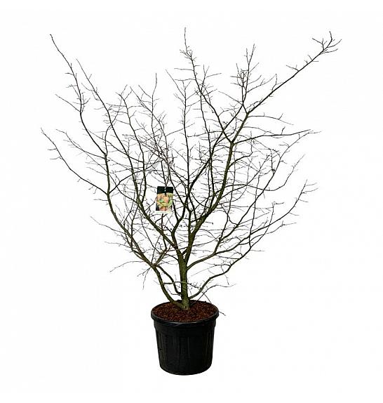 Parrotia persica C90 Lit. 175-200 cm extra