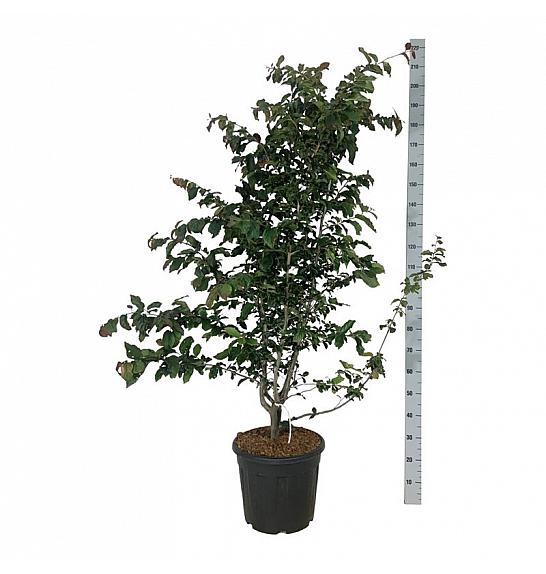 Parrotia persica Bella C30 Lit. 125-150 cm extra