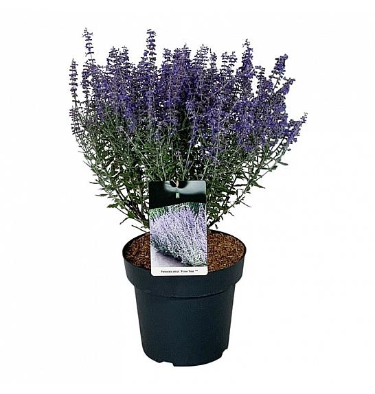 Perovskia atriplicifolia Prime Time C15 Lit. 40-50 cm