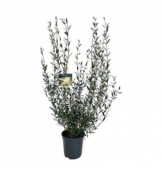 Phillyrea angustifolia C7 Lit. 60-80 cm