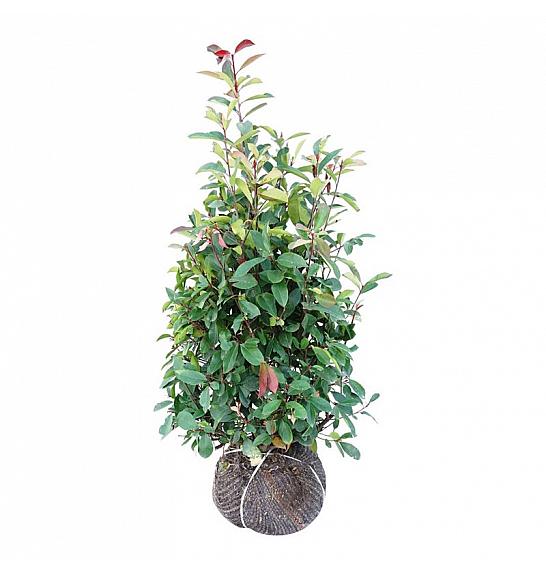 Photinia fraseri Red Robin bala 100-125 cm extra